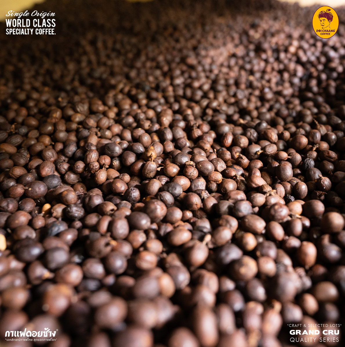 ☕Doi Chang Coffee CLASSICO Lot/Bin #611